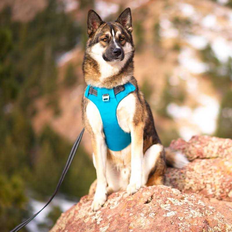 Adjustable Dog Harness with Pockets U7303
