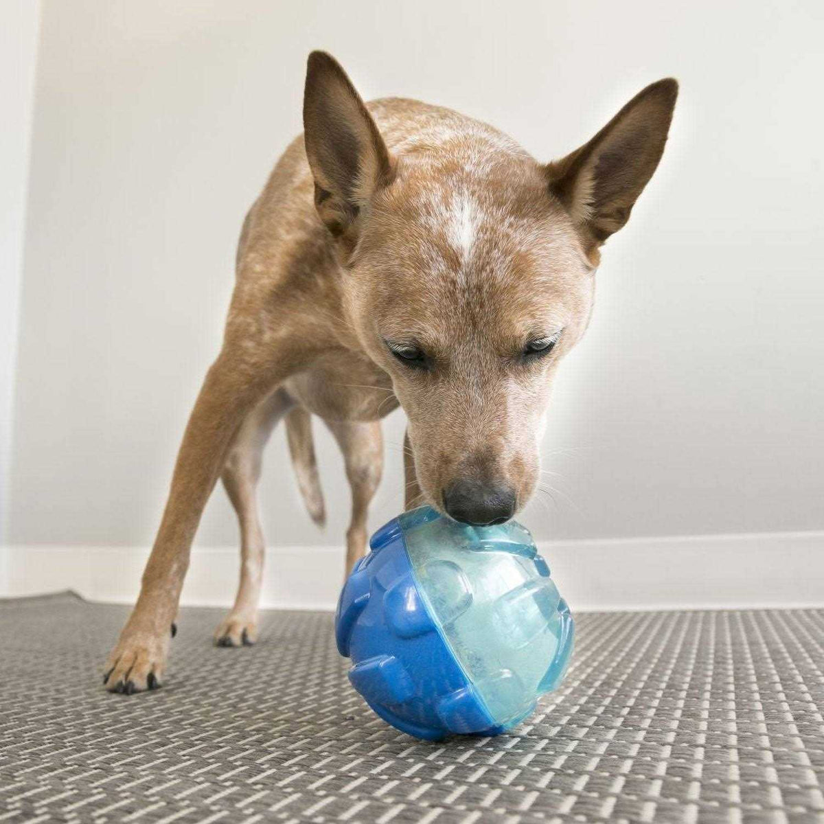 Ball Dog Toy K206